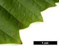 SpeciesSub: subsp. franchetii